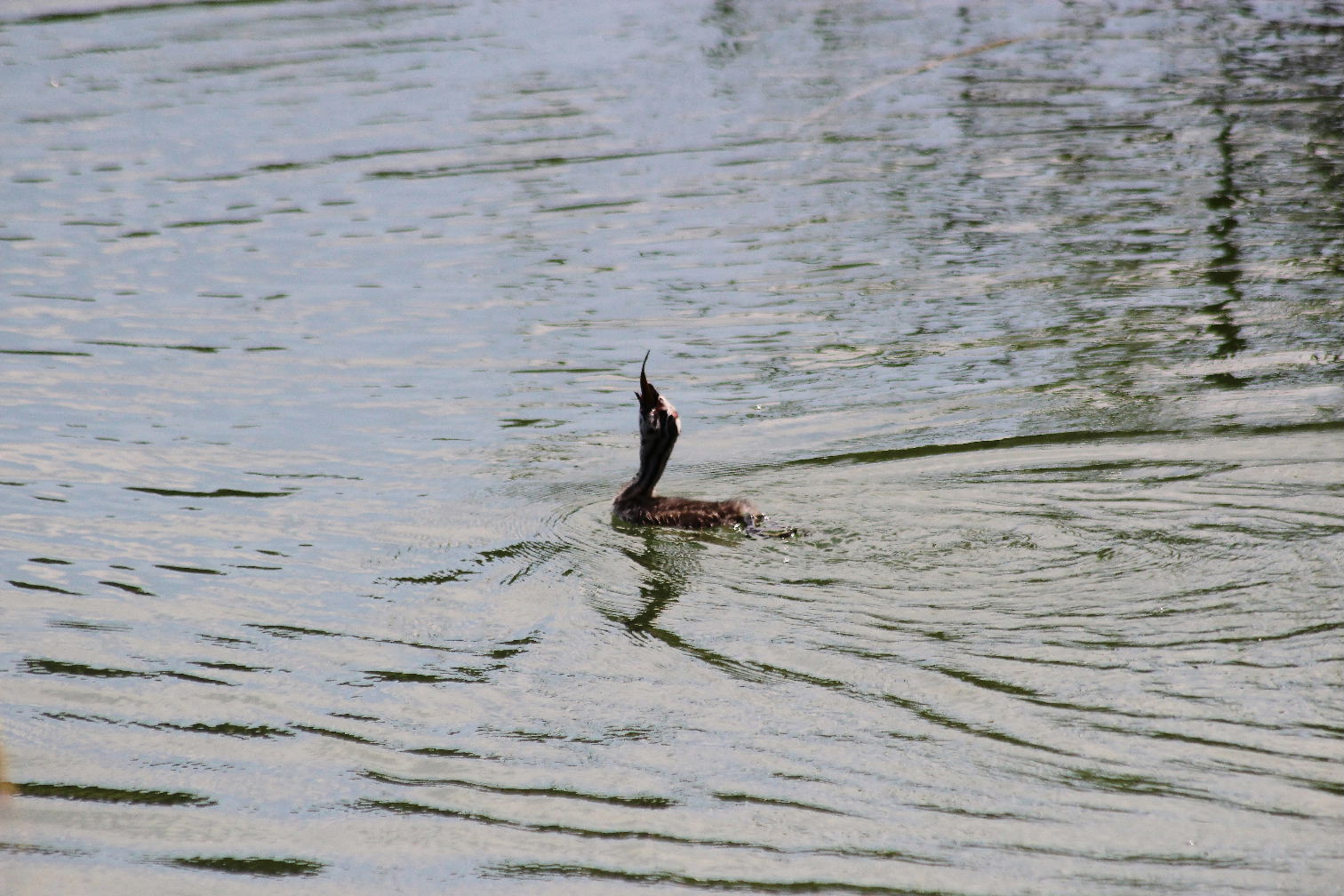 Svasso maggiore con piccoli